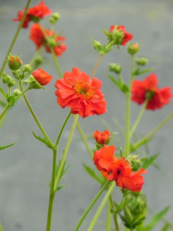 Geum chiloense ‘Feuerball’
