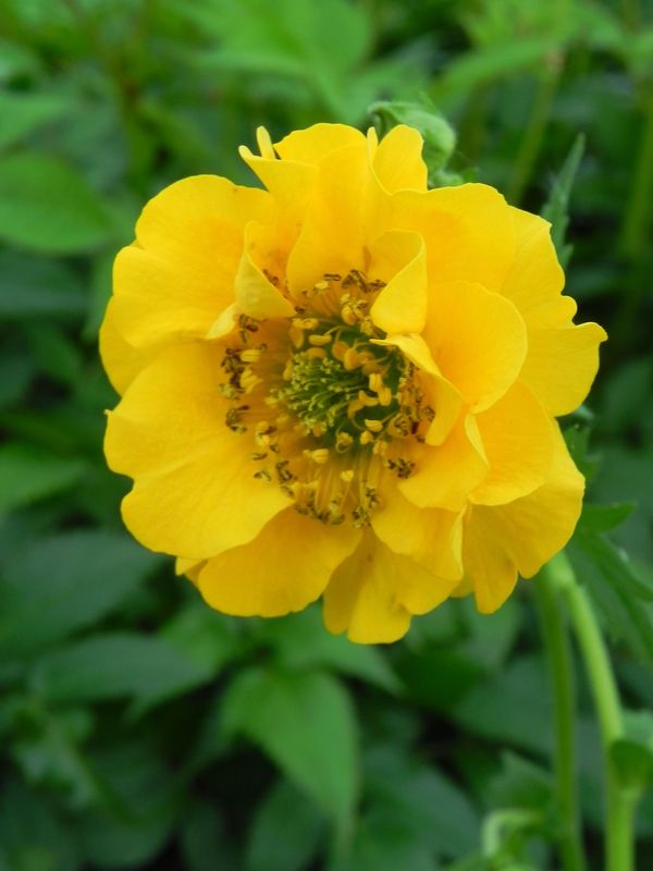 Geum chiloense ‘Sunrise’