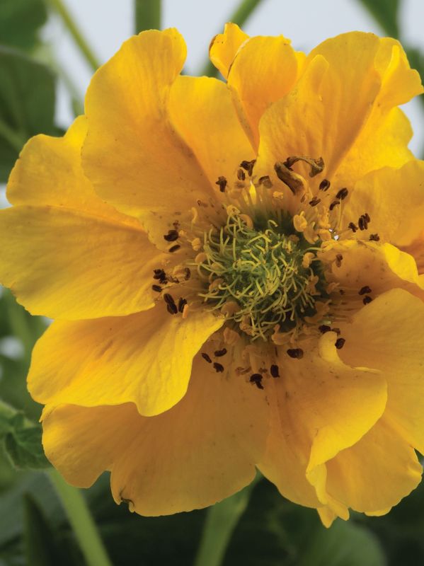 Geum chiloense ‘Goldball’