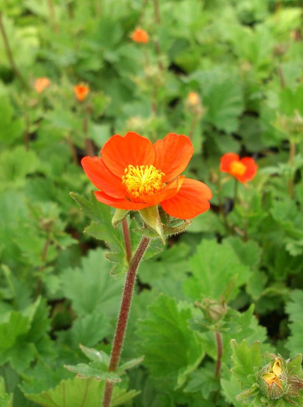 Geum coccineum ‘Koi’