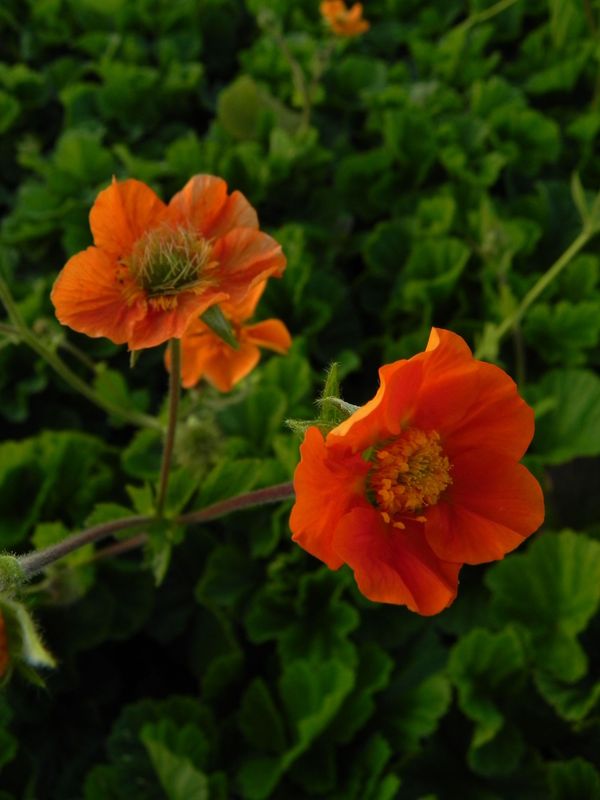 Geum coccineum ‘Queen of Orange’