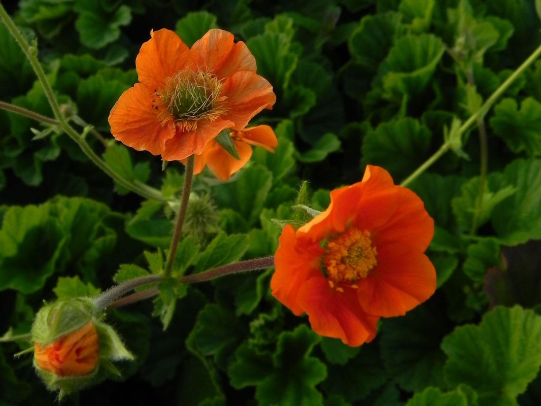 Geum coccineum ‘Queen of Orange’