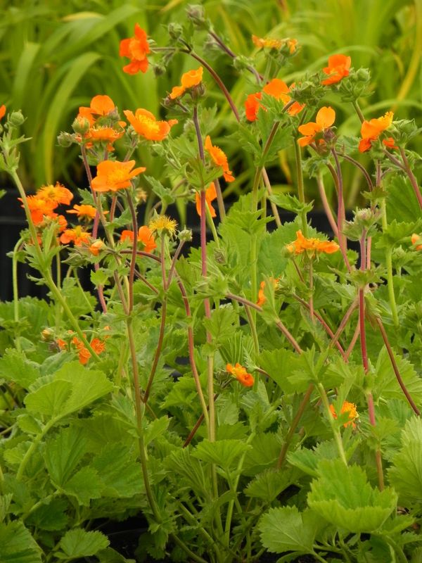 Geum coccineum ‘Borisii’