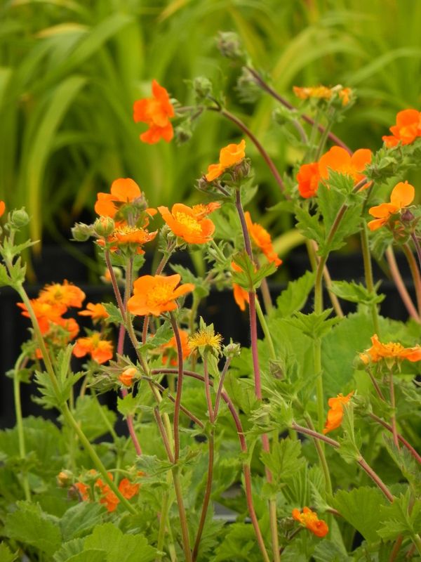 Geum coccineum ‘Borisii’