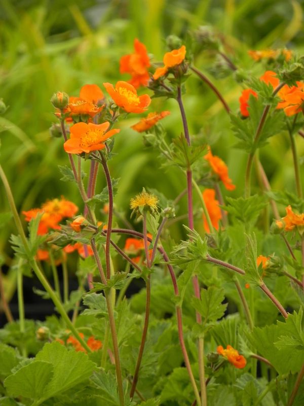 Geum coccineum ‘Borisii’