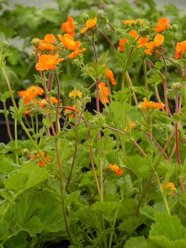 Geum coccineum ‘Borisii’