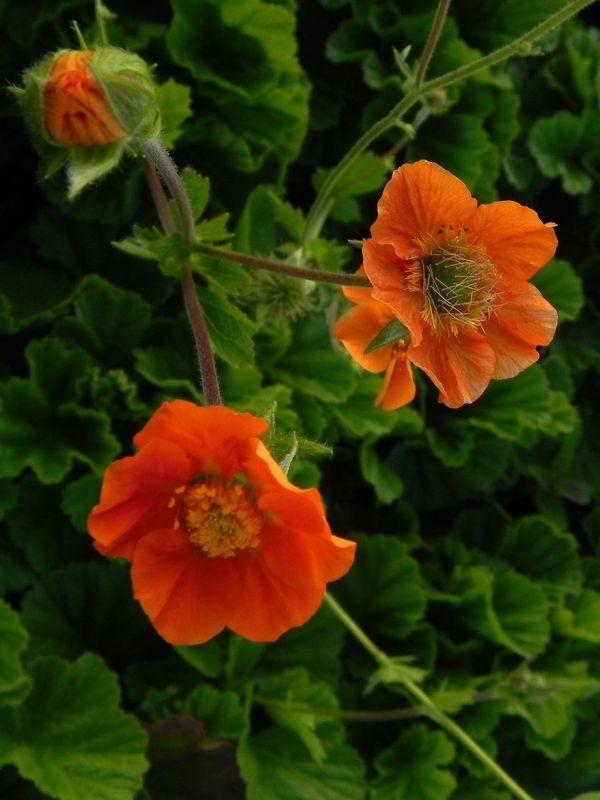 Geum coccineum ‘Borisii’