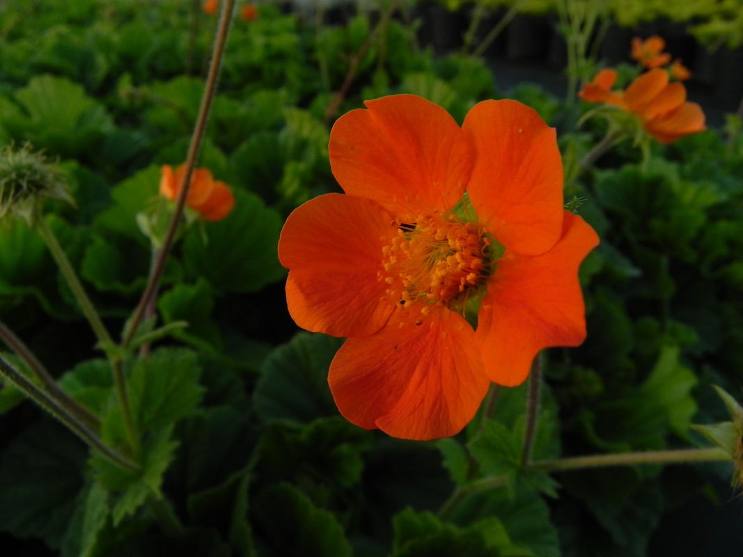 Geum coccineum ‘Borisii’