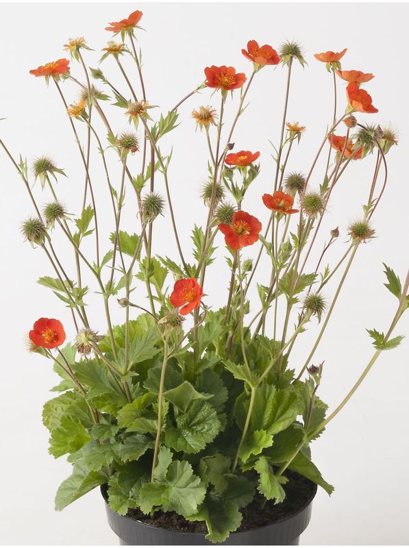Geum coccineum ‘Tosai Orange’