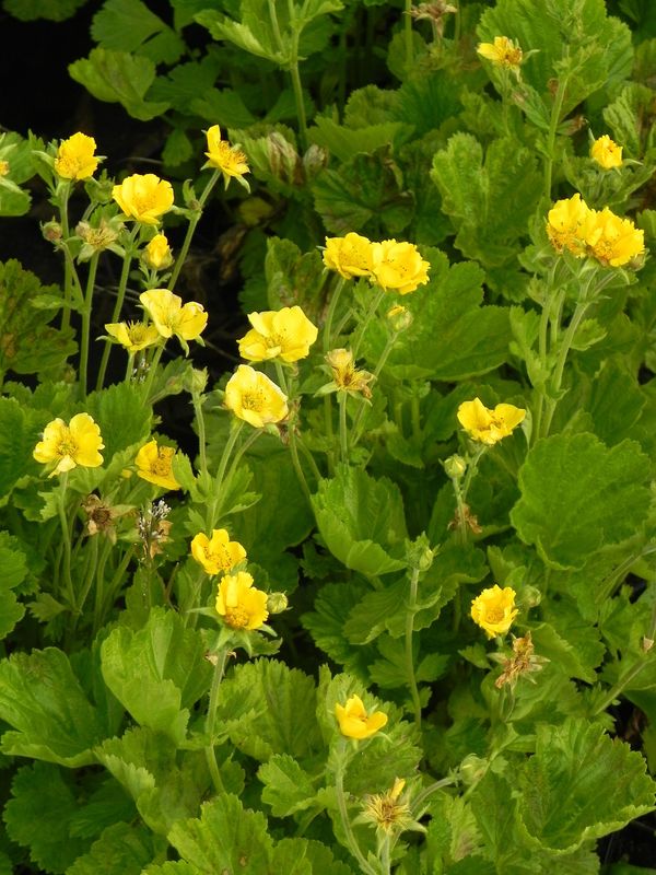 Geum coccineum ‘Tosai Yellow’
