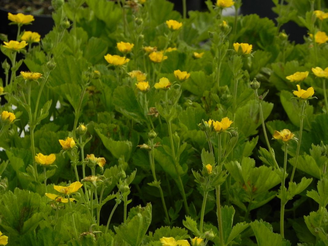 Geum coccineum ‘Tosai Yellow’