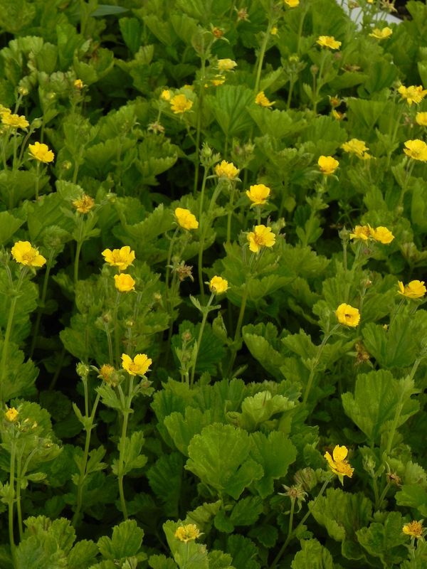 Geum coccineum ‘Tosai Yellow’