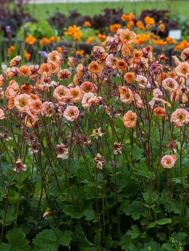 Geum hybridum ‘Mai Tai’