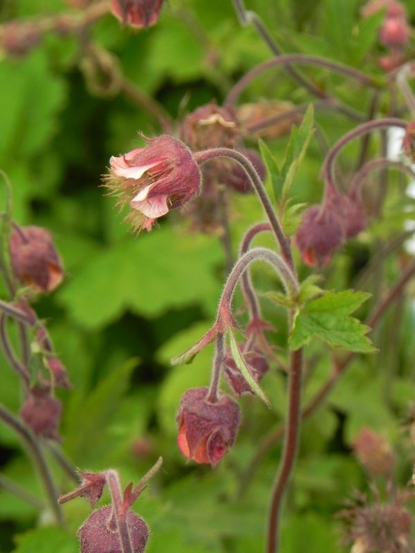 Geum rivale