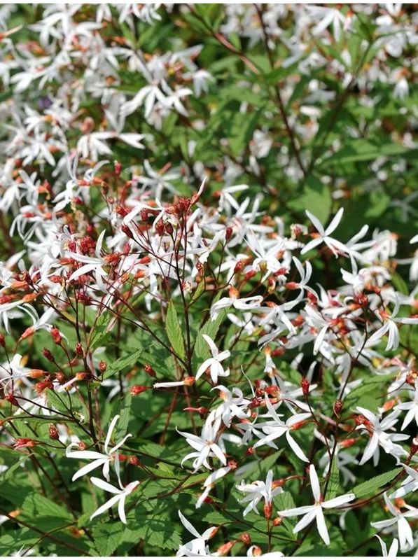 Gillenia trifoliata