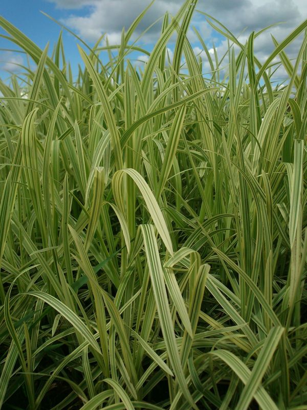 Glyceria maxima ‘Variegata’