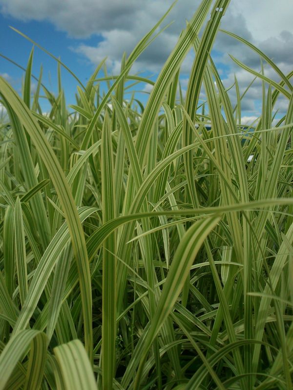 Glyceria maxima ‘Variegata’