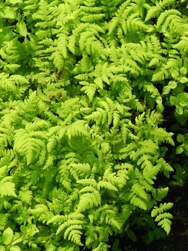 Gymnocarpium dryopteris ‘Plumosum’
