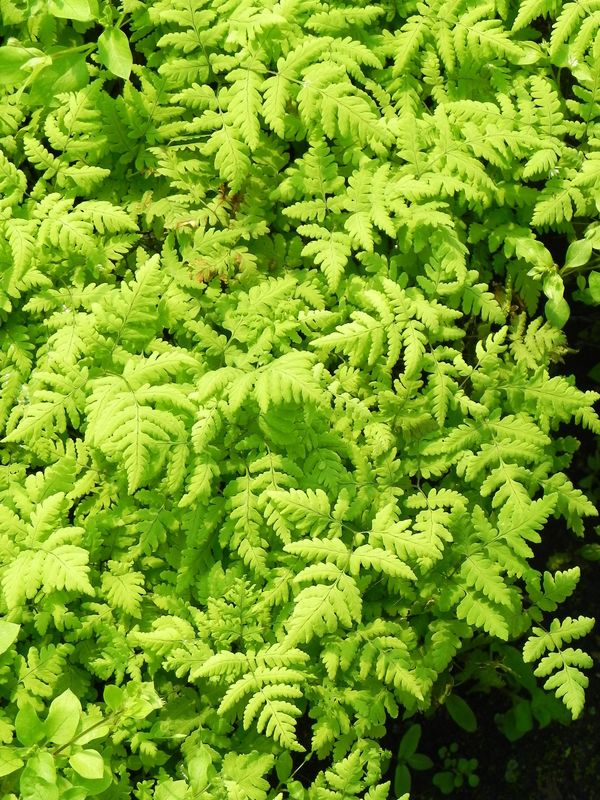 Gymnocarpium dryopteris ‘Plumosum’