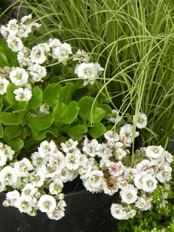 Gypsophila cerastioides ‘Plena White’