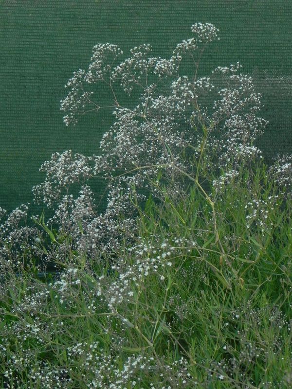 Gypsophila paniculata ‘Snowflake’