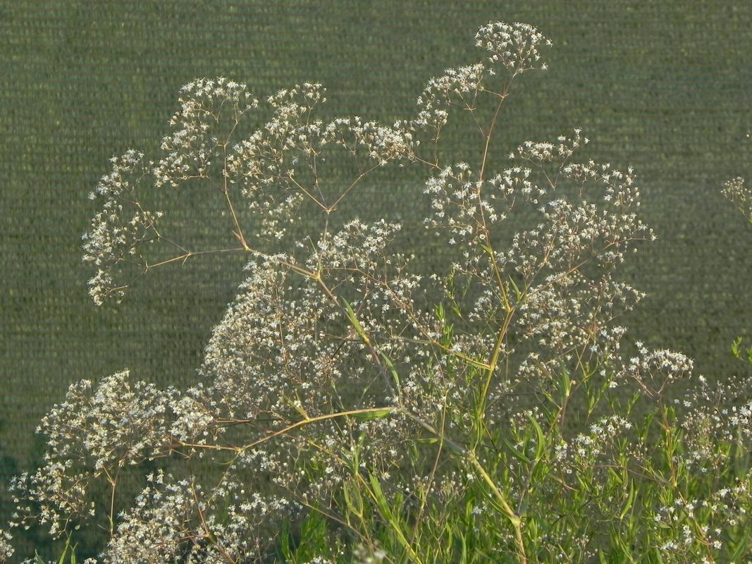 Gypsophila paniculata ‘Snowflake’