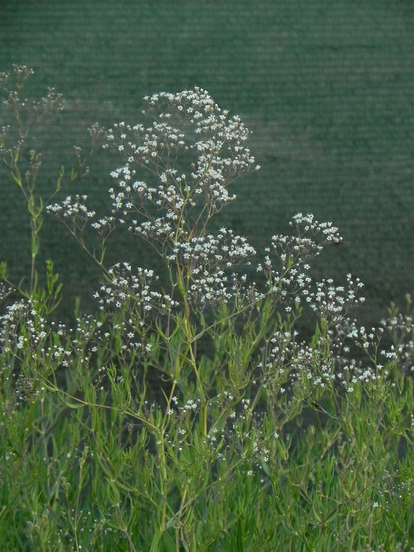 Gypsophila paniculata ‘Snowflake’