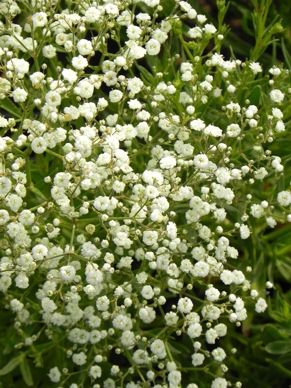 Gypsophila paniculata ‘Festival White Flare’