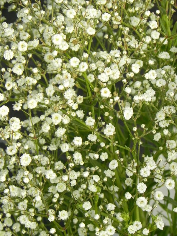 Gypsophila paniculata ‘Festival White Flare’