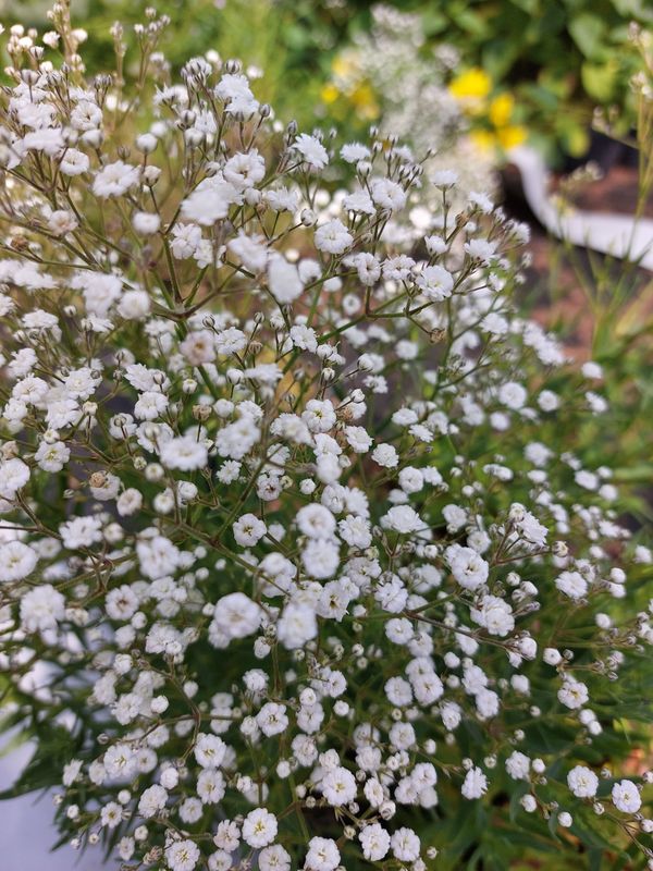 Gypsophila paniculata ‘Festival White Flare’