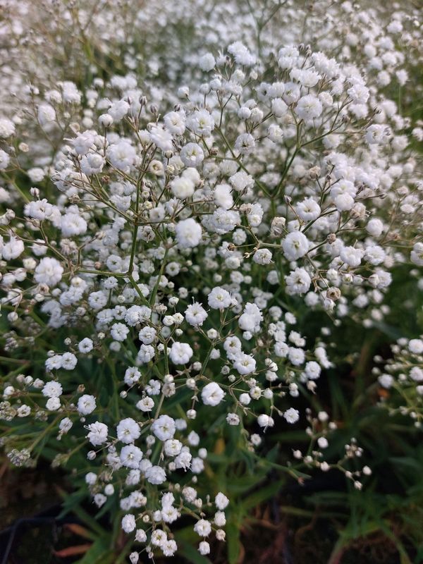 Gypsophila paniculata ‘Festival White Flare’