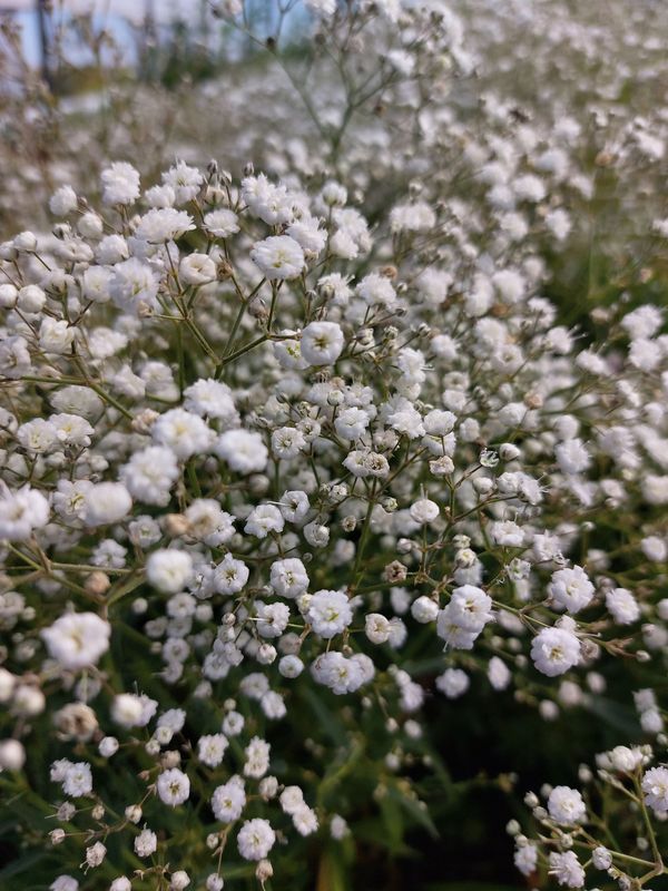 Gypsophila paniculata ‘Festival White Flare’