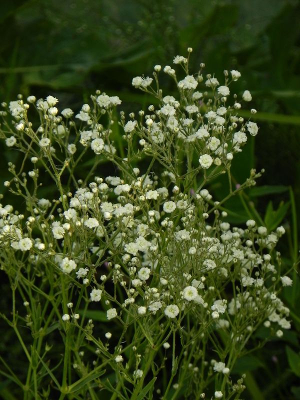 Gypsophila paniculata ‘Festival White Flare’