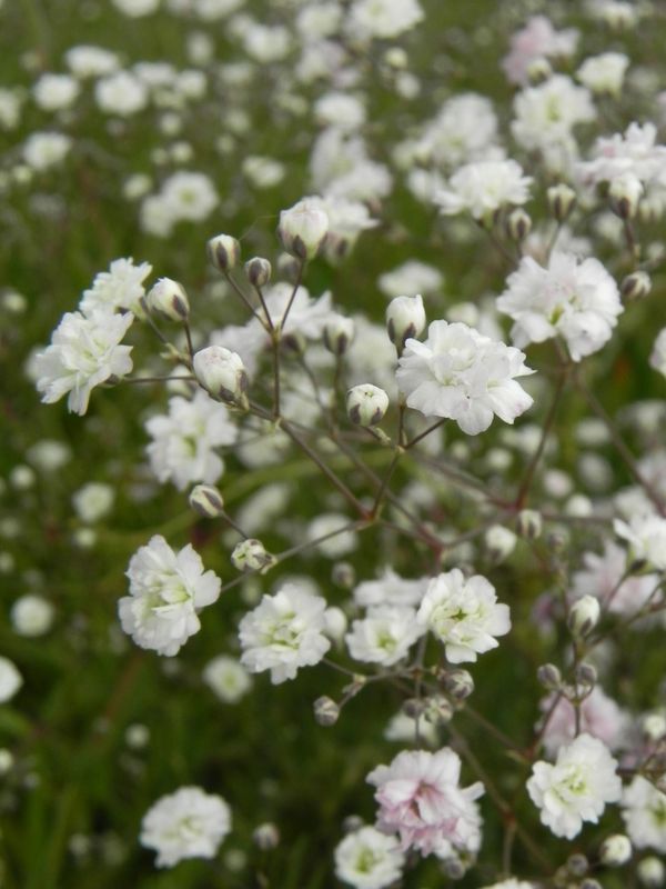 Gypsophila repens ‘Rosenschleier’