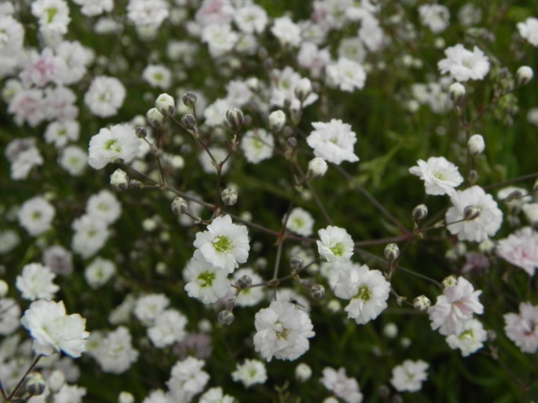 Gypsophila repens ‘Rosenschleier’
