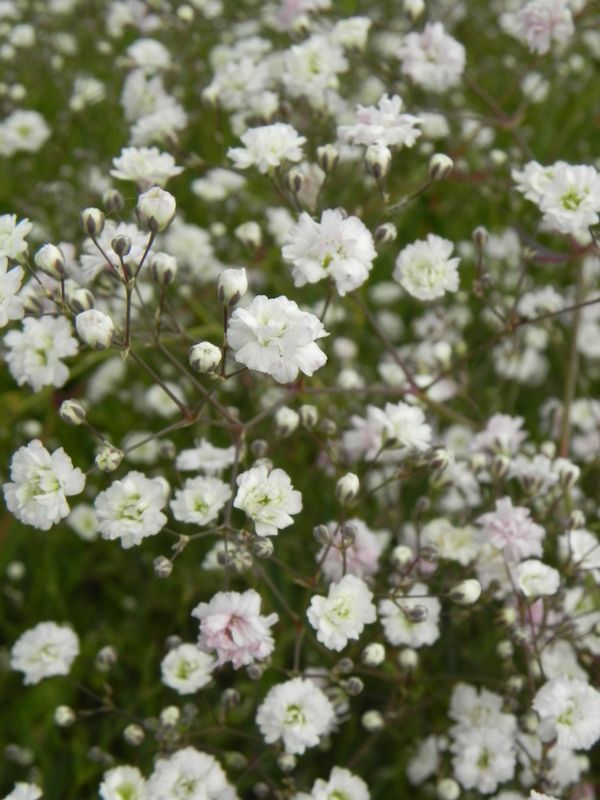Gypsophila repens ‘Rosenschleier’