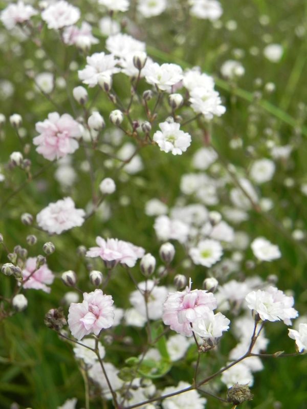 Gypsophila repens ‘Rosenschleier’