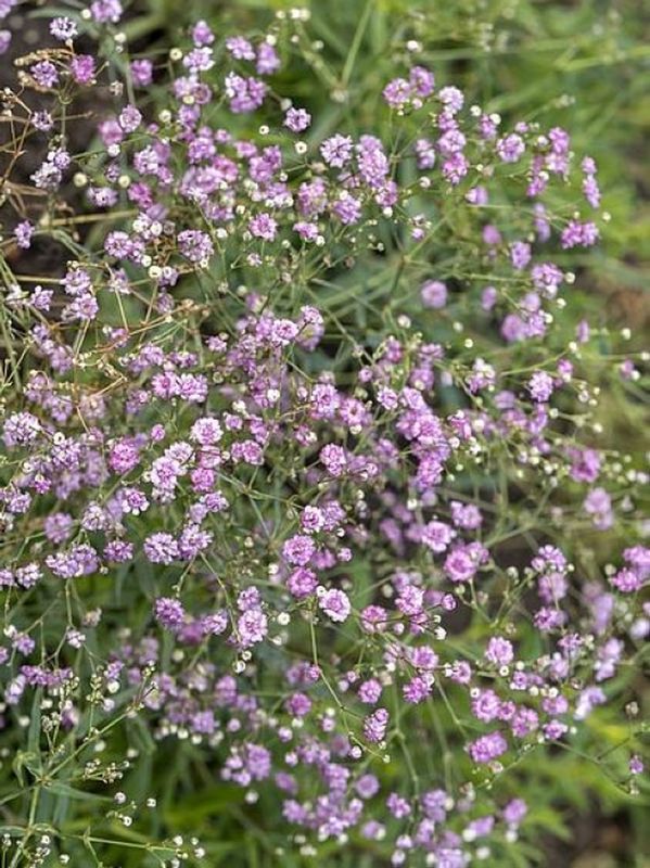 Gypsophila repens ‘Pink Wedding’
