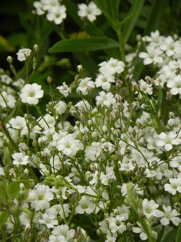 Gypsophila repens ‘Filou White’