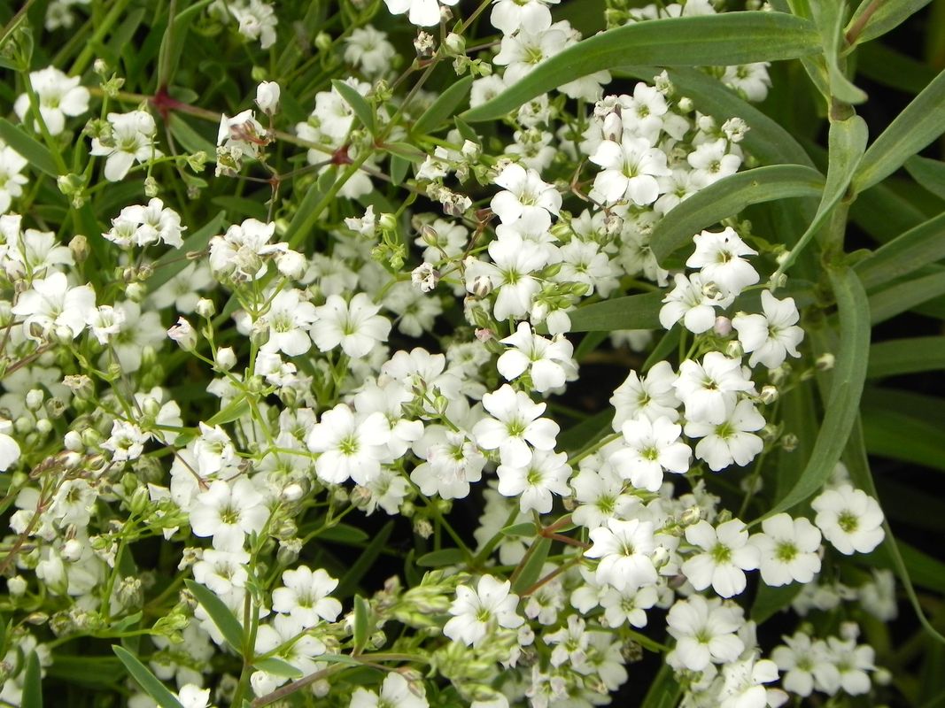 Gypsophila repens ‘Filou White’