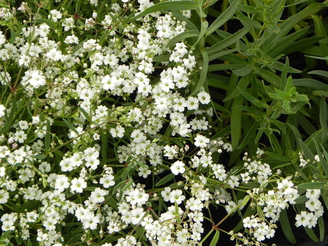 Gypsophila repens ‘Filou White’