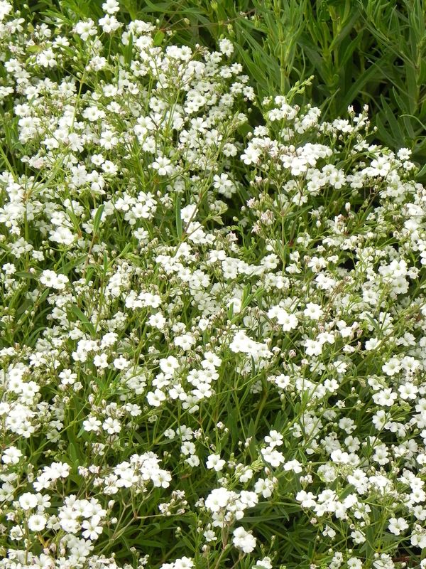 Gypsophila repens ‘Filou White’