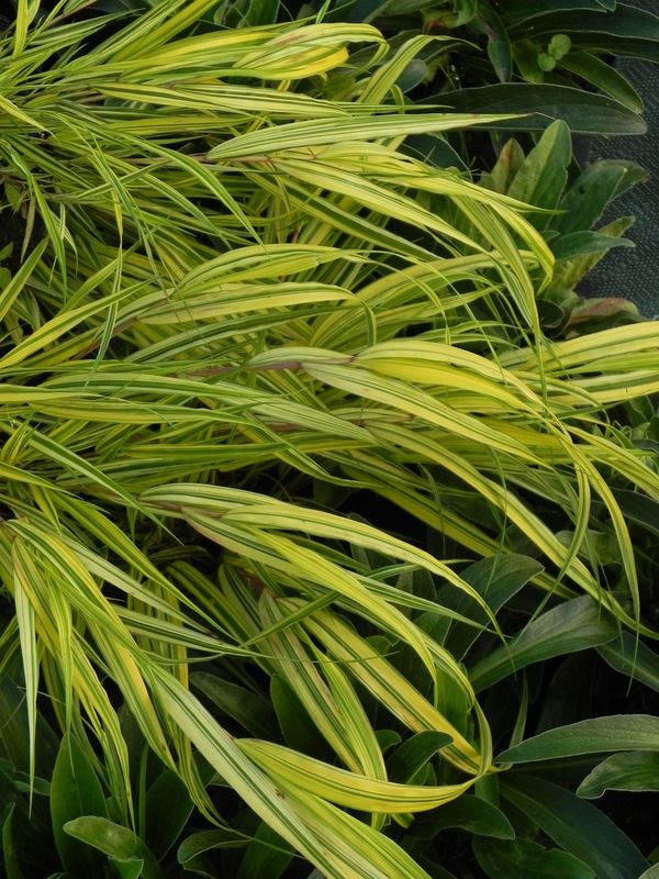 Hakonechloa macra ‘Aureola’