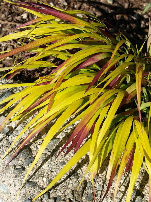 Hakonechloa macra ‘Sunflare’