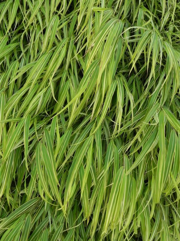 Hakonechloa macra ‘Albo-striata’