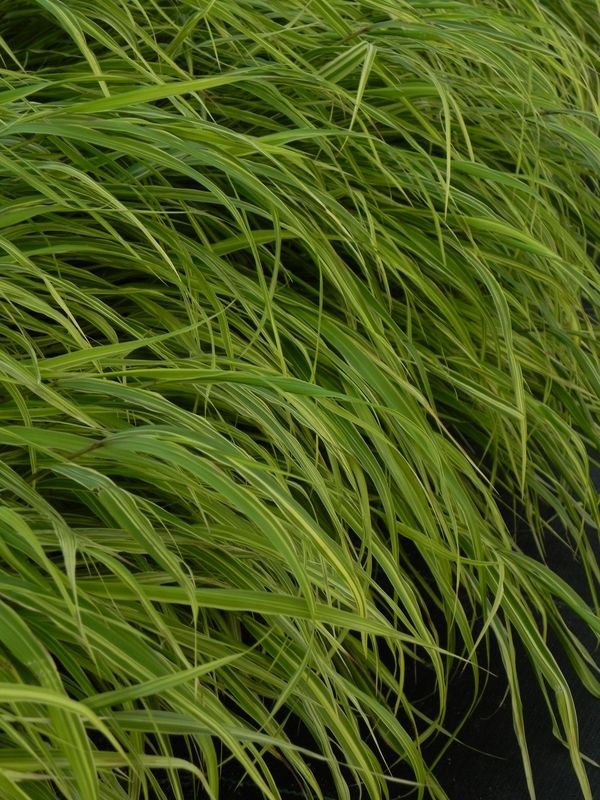 Hakonechloa macra ‘Albo-striata’
