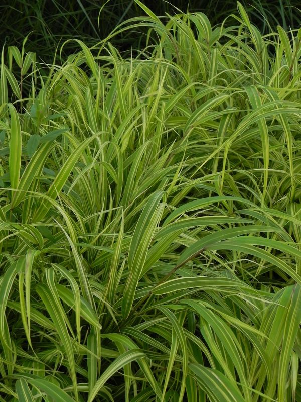 Hakonechloa macra ‘Albo-striata’