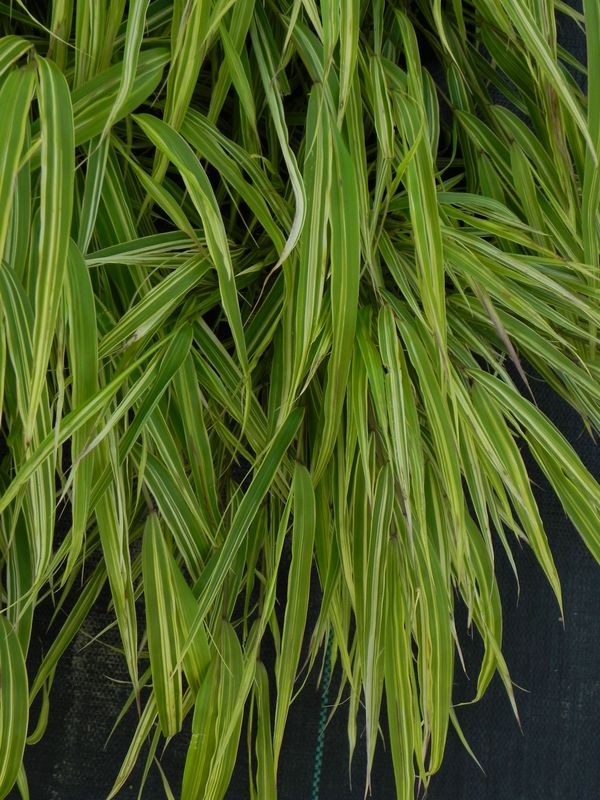 Hakonechloa macra ‘Albo-striata’