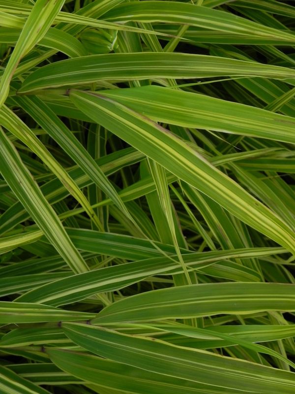 Hakonechloa macra ‘Albo-striata’