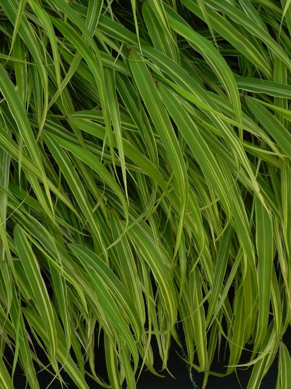 Hakonechloa macra ‘Albo-striata’